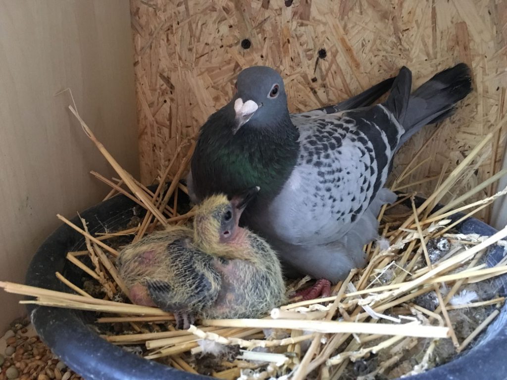 Taubenmutter mit frisch geschlüpftem Jungvogel im Nest /images/taube-jungvogel.jpg