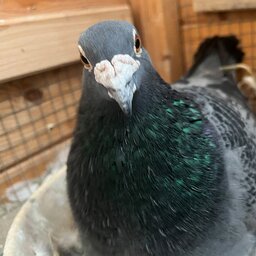 Portrait von Charlie, einer ehemaligen Brieftaube auf seiner Endstelle